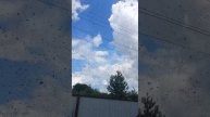 рой выходит из улья