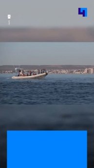 Туристы запечатлели общительных дельфинов у берегов ?