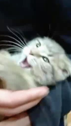 Кошачья победа!!! Юмор с животными.