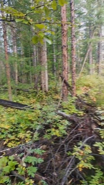 Колымская природа. В Чаще лесной. Окрестности Сусуман?