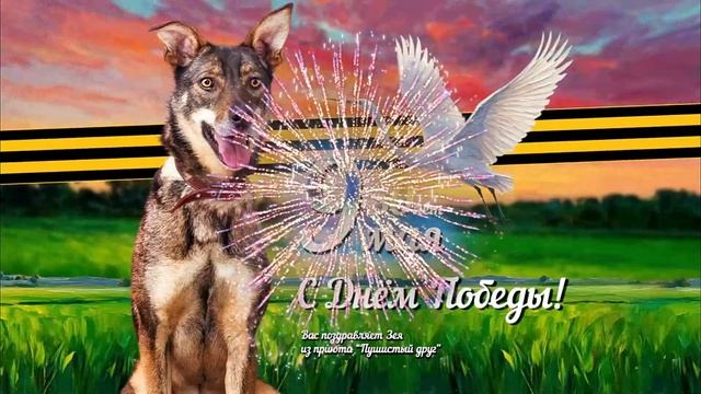 С Днём Победы! ❥ Поздравление от собак приюта "Пушистый друг"