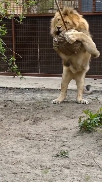 Какие же львы - котики🥰 #лев #животные #lion #animals #shortsvideo