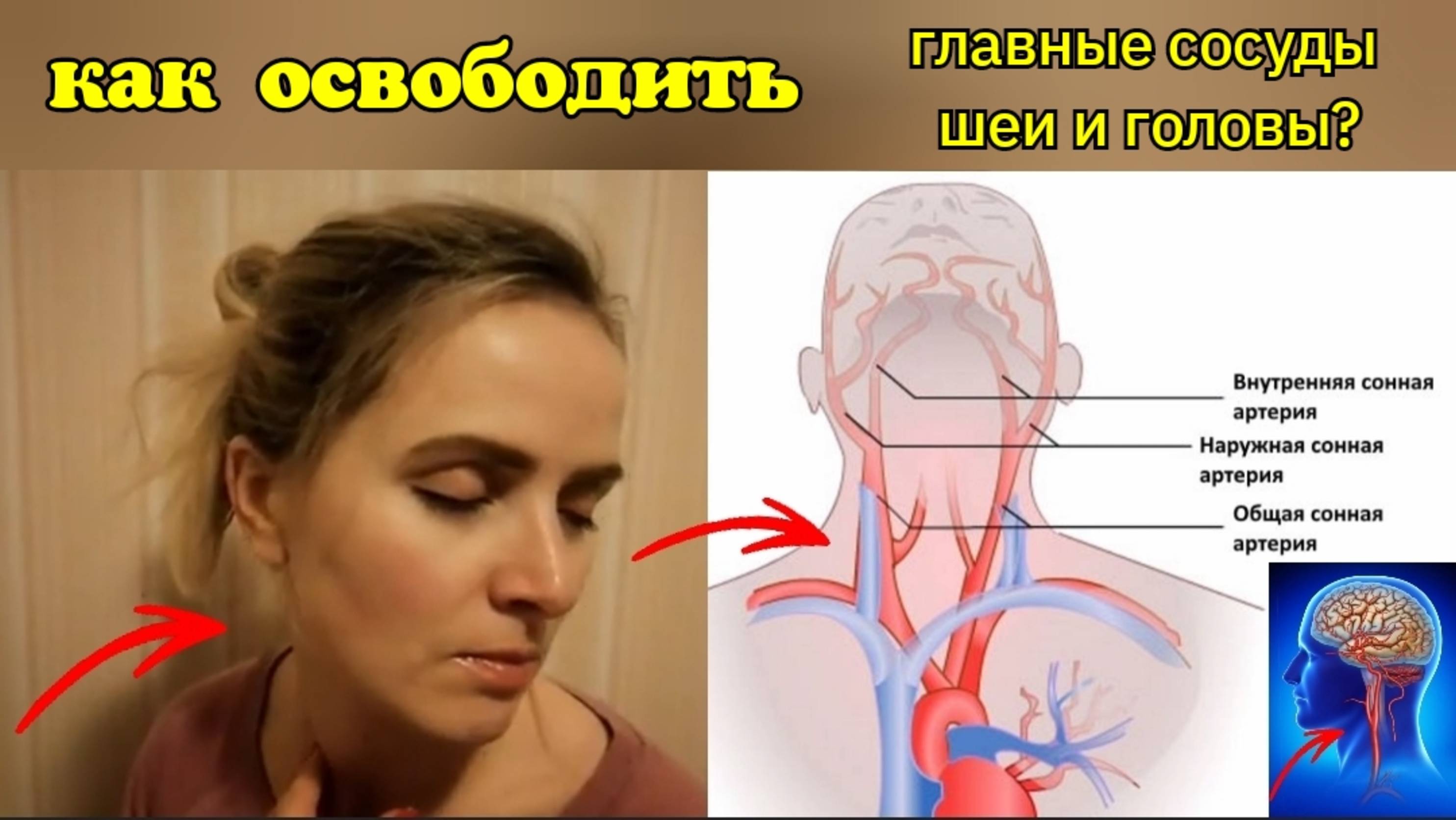Точка бифуркации сонной артерии - основа жизни шеи и мозга. Как укрепить ее с помощью упражнений?
