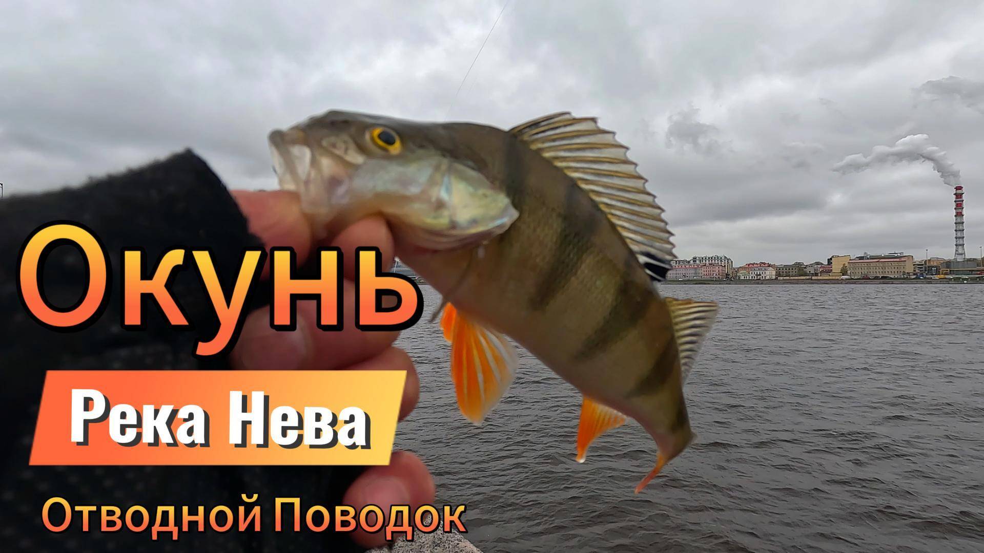 МЕСТА ЛОВА ОКУНЯ НА НЕВЕ ХОЖУ И ЛОВЛЮ ОКУНЯ НА ОТВОД ПО СВОИМ ТОЧКАМ ОТМЕЧАНЫХ НА КАРТЕ НЕВА РАЗДАЁТ