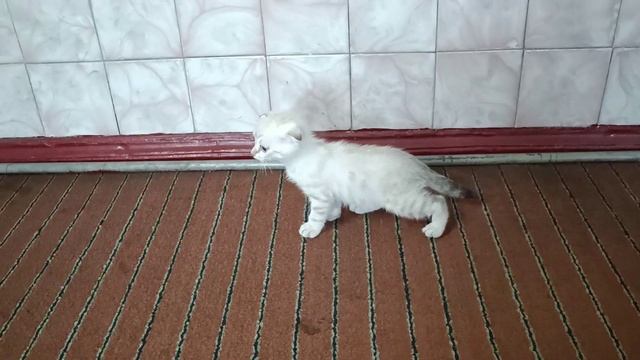 котята 2025