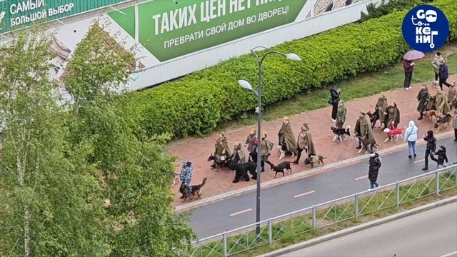 Шествие с собаками и собачьими упряжками. 9 мая 2025. Калининград.