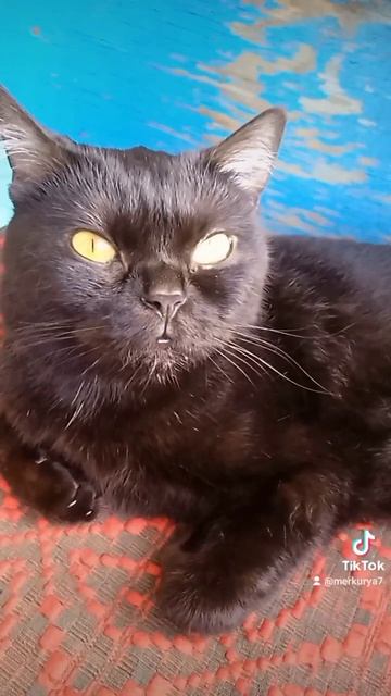 У меня есть подружка Танюшка на🙋🐈♥️
