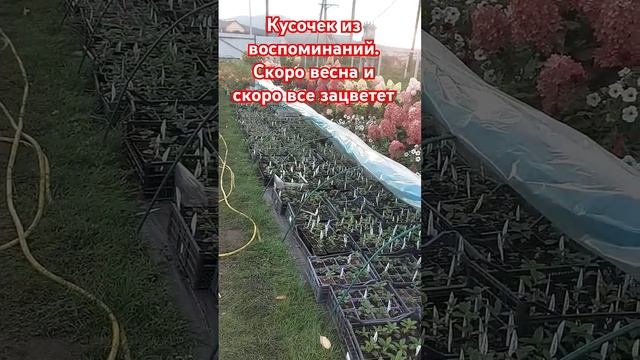 Гортензии в цвету. Осенние краски. Воспоминания#горте?