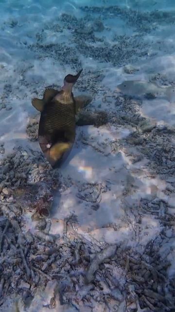 Спинорог-титан (titan triggerfish) на коралловом рифе