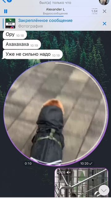 Корги не хочет гулять в дождь