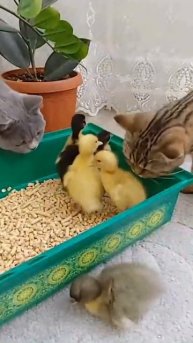 СЪЕСТЬ или НЕ ЕСТЬ, ВОТ В ЧЁМ ВОПРОС! #pets #кошки