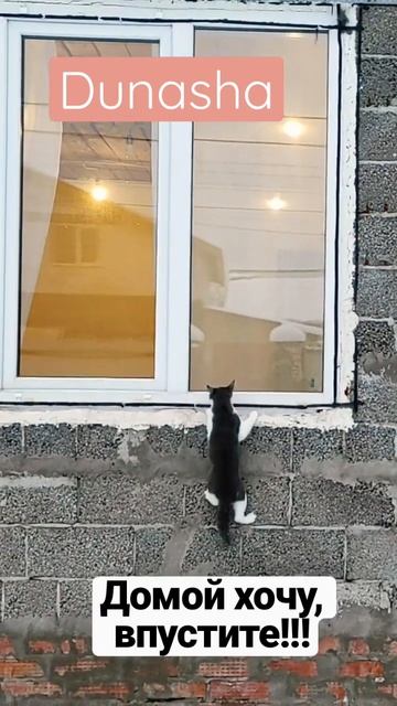 Есть кто дома? Часть 1 #кошки #дуняша32 #cat  #gohome