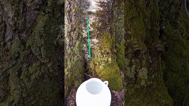 Collection of birch juice. Сбор берёзового сока.