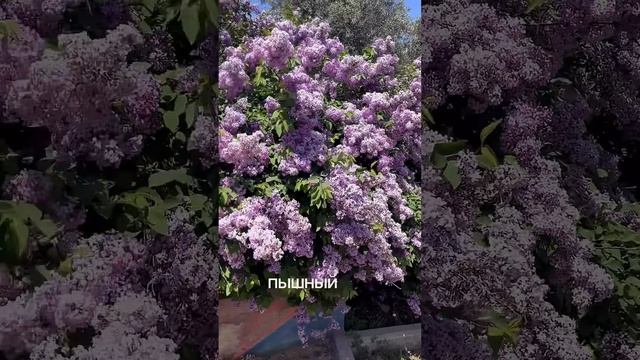 Где в Израиле растет настоящая сирень?!