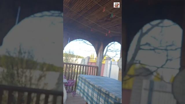 Баксику захотелось поиграть 🤪❤️🐶