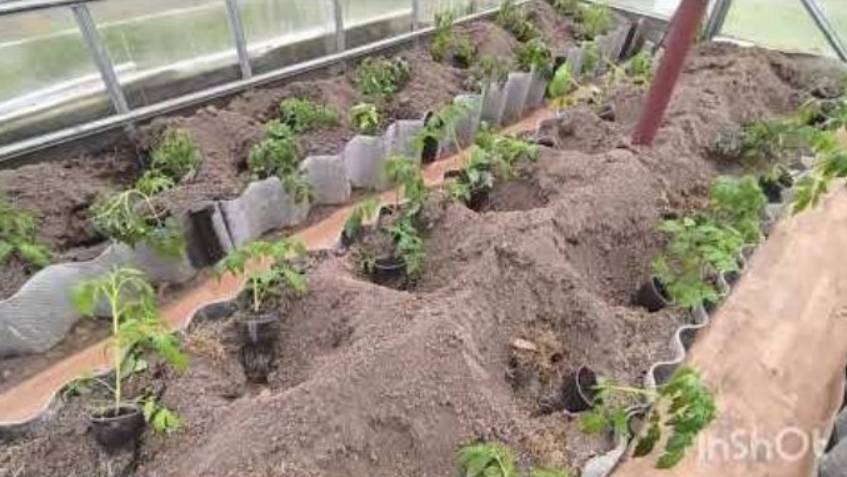 Высадка томатов продолжается! 😊🍅