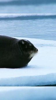 Охота белой медведицы на отдыхающего тюленя #аnimals #жи?