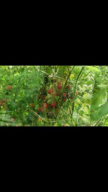 Растения Кричат! Шокирующая Правда, Которую Мы Не Слыш