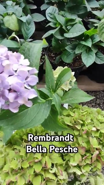 Гортензия Rembrandt Bella Pesche🌸07.08.2024