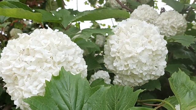 달덩이 백옥 수국 찐빵이 주렁주렁♡   Pure white hydrangea is like full moon n  steam