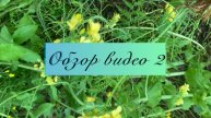 Сбор семян с крестоцветных, лавр благородный, сассапариль.