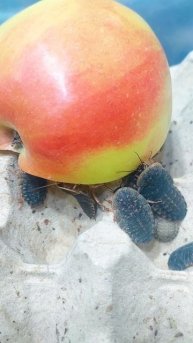 Любимая еда 🍎 Аргентинского таракана 🪳 - Блаптика Дубия