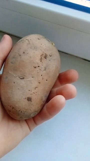 картошка это муляж гранаты