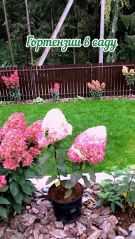 #садгортензий #цветы #sorts #сад #garden #дача #flowers #hortensia #гор?