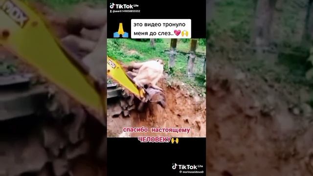 Слон благодарит экскаваторшика