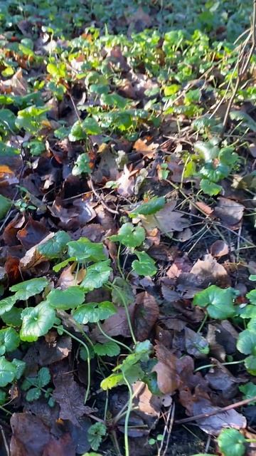 Зимовий килим розхідника (Glechoma hederacea )  #ліс #nature