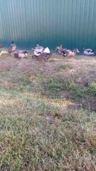 Утки едят рыбу #Duck #Fish