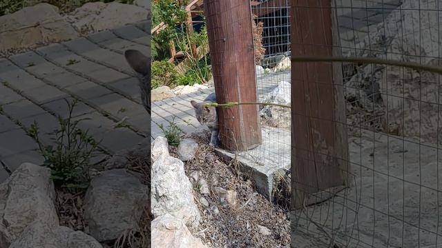 Павлины в Байдарской долине