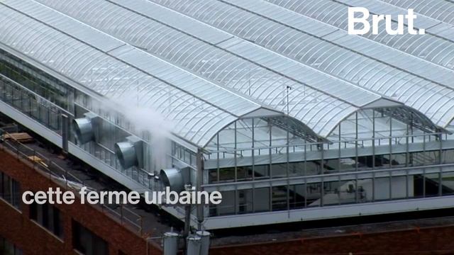 Le boom de l'agriculture urbaine