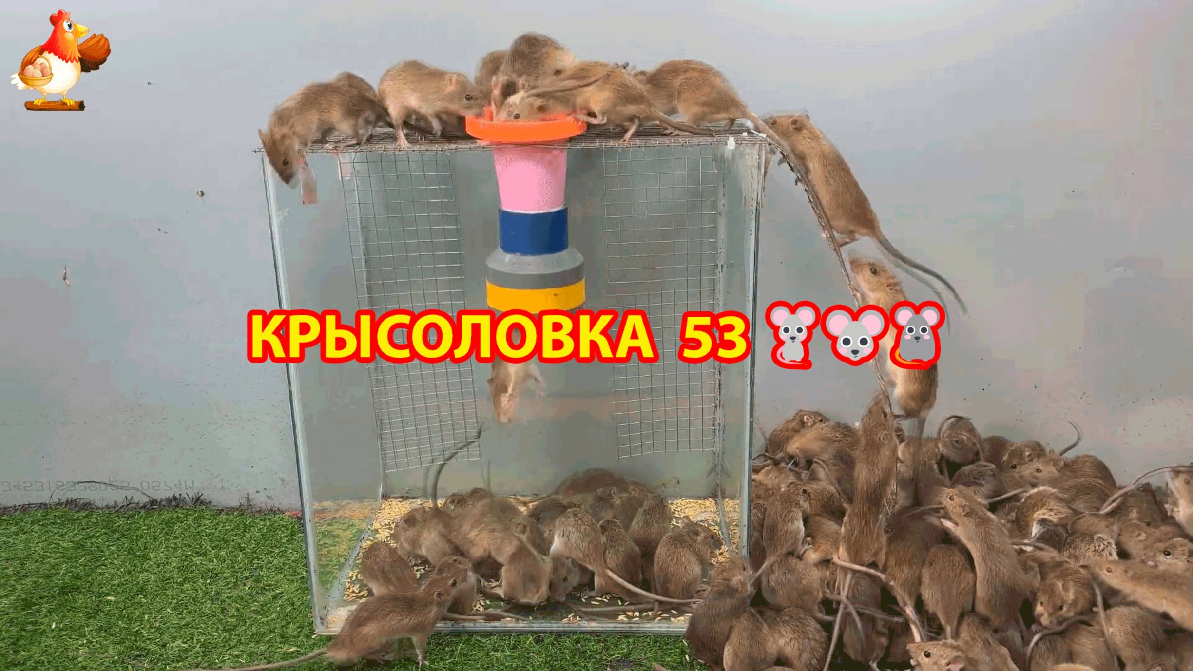 Крысоловка вариант (53) 🐀 Как сделать крысоловку своими руками и поймать кучу крыс 🐀🐁🐀