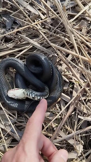 Уж 🐍 притворяется мёртвым ☠️