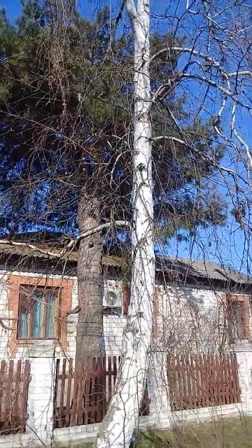 Сосны и берёзы весной  на урюпинской улице ( у трактира