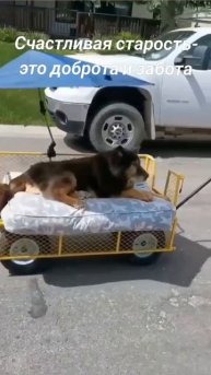 Собакену повезло 😍👍🐶