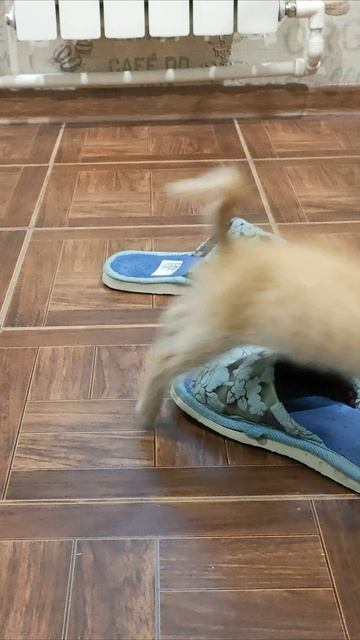 Я не могу надеть эти тапочки. #котята 4k