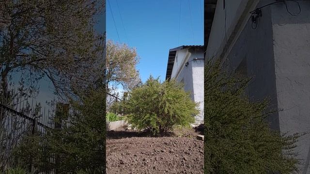 морковь посадка