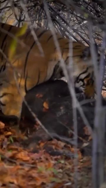 🐅 Охота — важная часть жизни тигра, поскольку она обеспечивает его выживание.