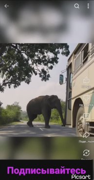 Люди платят слонам за проезд 🐘