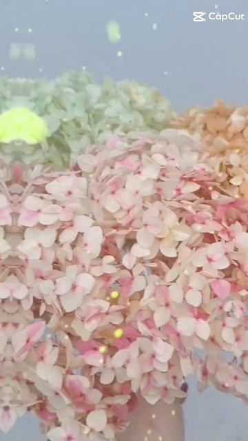 Гортензия стабилизированная #flowers #флористика #цветы #?