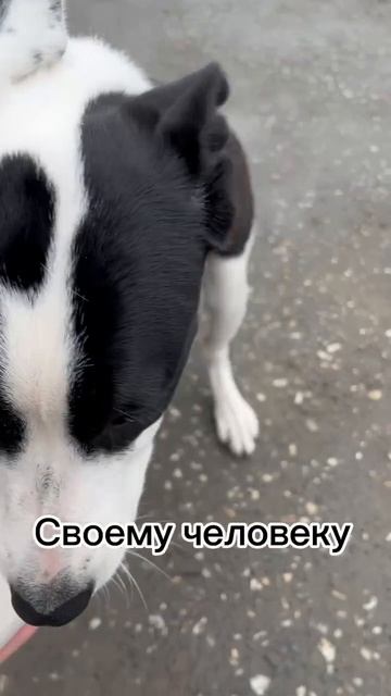 Приветствую, я малышка Молли! Стесняшка, очаровашка, осторожная, спокойная девочка.