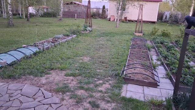 НА ДАЧУ с помощником.  Рассада в теплице. С ПРАЗДНИКОМ!!!
