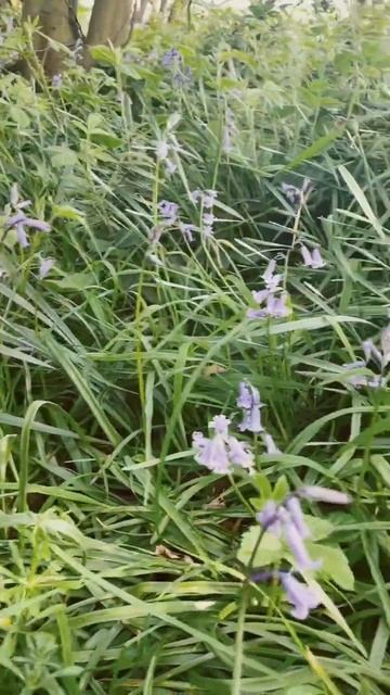 Life in the UK   An early spring evening walk in the countryside🌳   Lovely English Stories