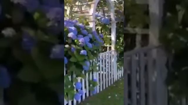 Сентябрь - сезон гортензий🌸❇️💐