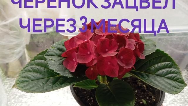 ЦВЕТЕТ ЧЁРНЫЙ РЫЦАРЬ. позднее черенкование. #notshorts