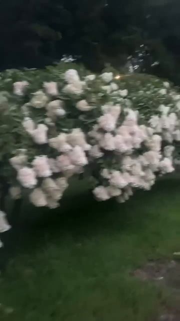 #hydrangea#hortensia#гортензия#garden#гортензія#flowers#jardin#shorts#アジサ?