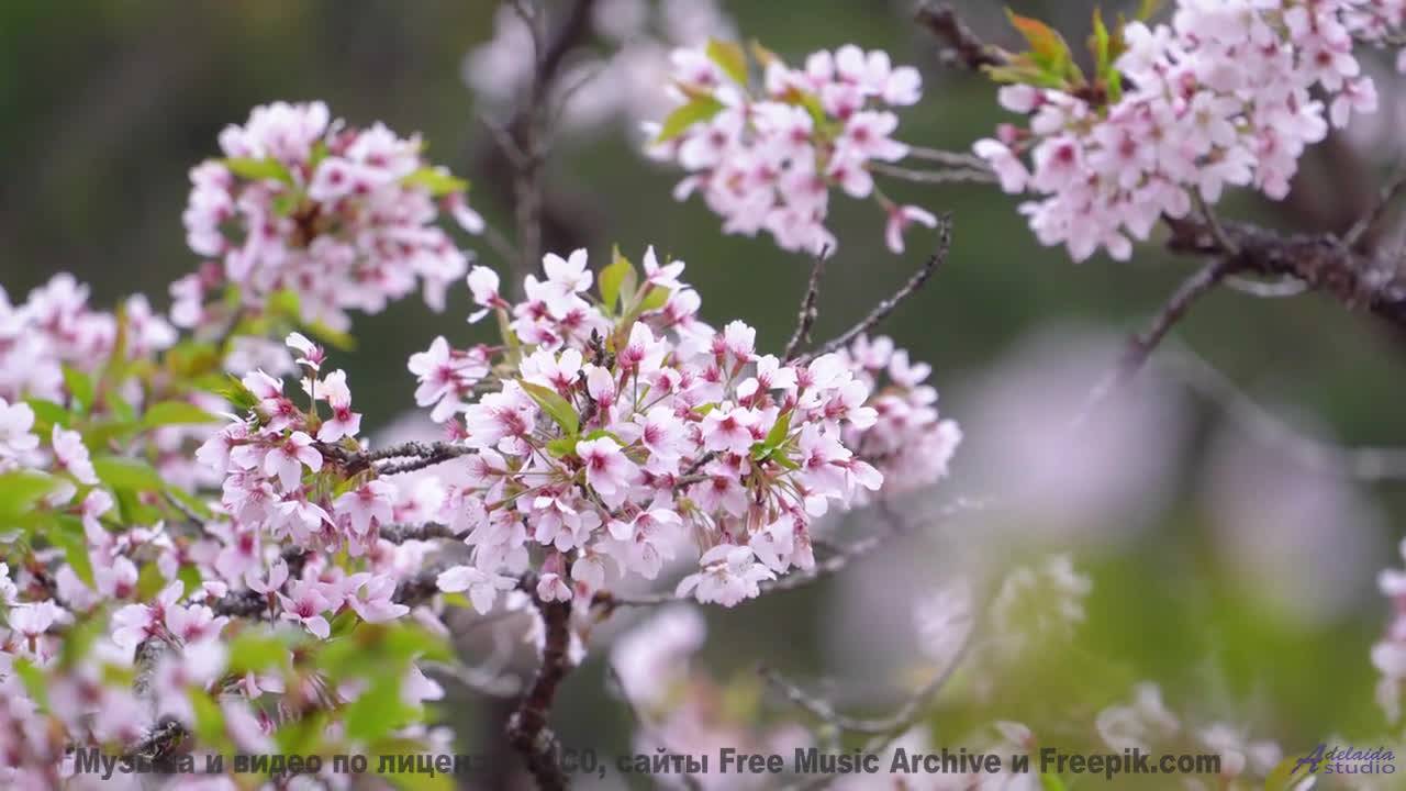 Природа никогда не выглядела так сексуально - включите звук! - Come and Get It -- Scott Holmes Music