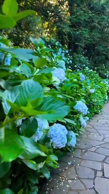 BLUE HYDRANGEAS #hydrangea#macrophylla#hortensia#гортензия#garden#гортензія#park#